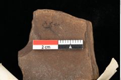 Foto (Detailansicht) von Muscites mnioides Ettingshausen (NHMW-GEO-2024-0188-0107)